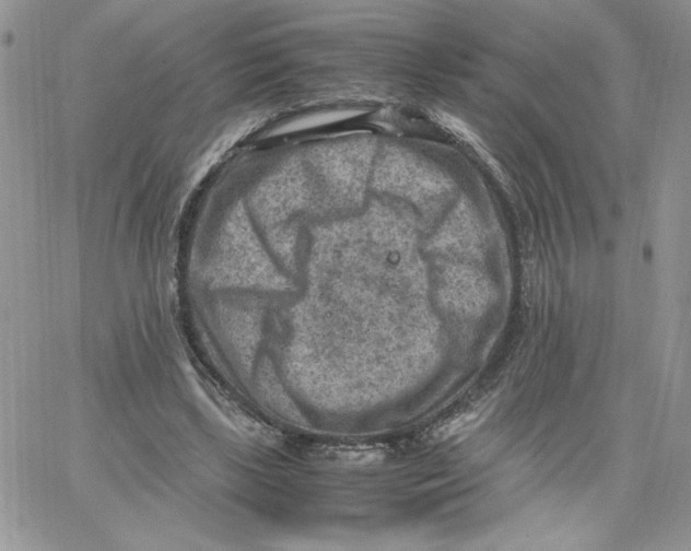 X0000066020443200603241539