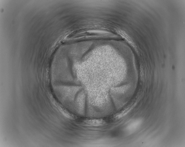 X0000066020449200603241539