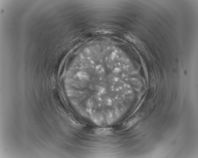 X0000066020465200603241539