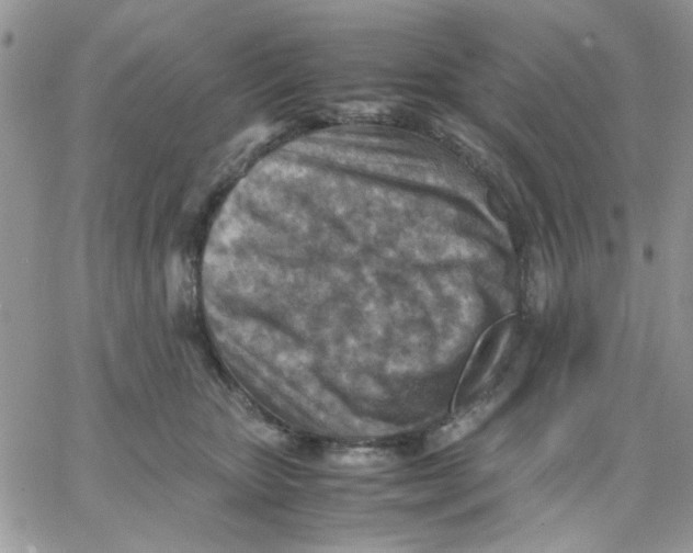 X0000066020467200603241539