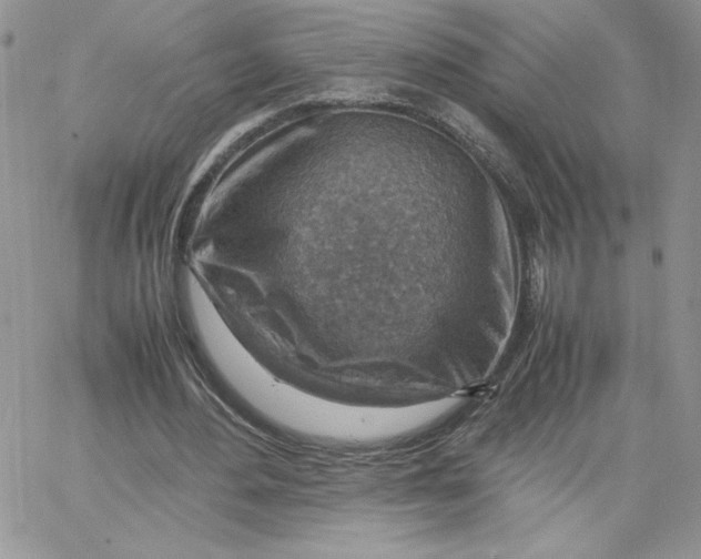 X0000066020484200603241539