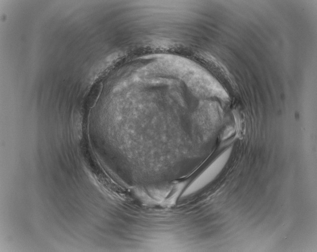 X0000066020496200603241539