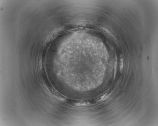 X0000066020504200603241538