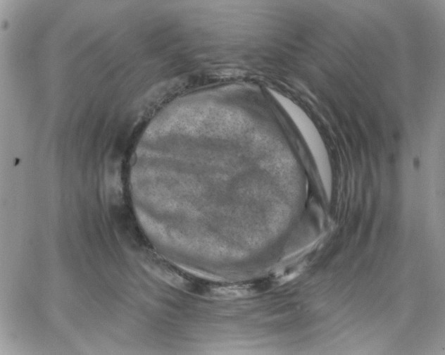 X0000066020516200603241538