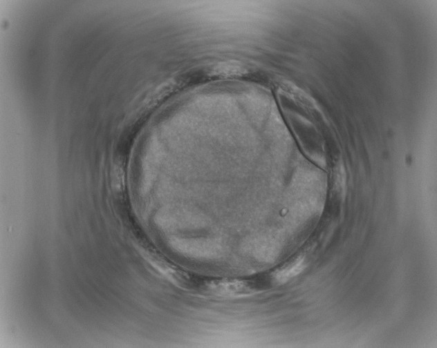 X0000066020517200603241538