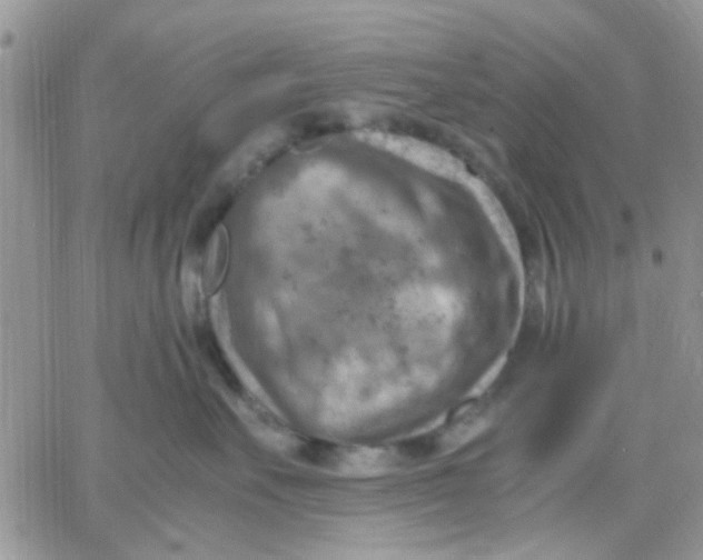 X0000066020527200603241538