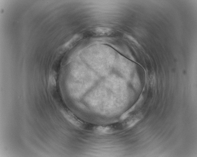 X0000066020570200603241538