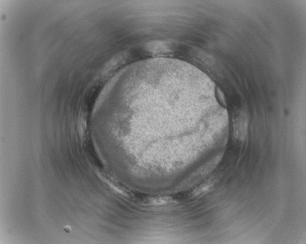 X0000066020618200603241537