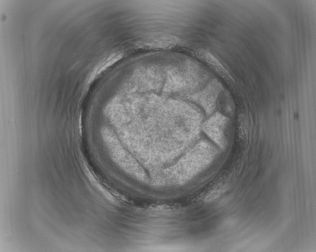 X0000066020634200603241536