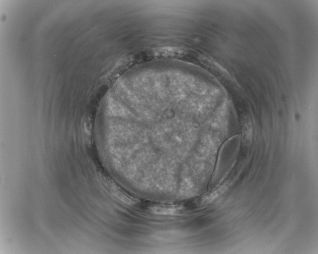 X0000066020661200603241536