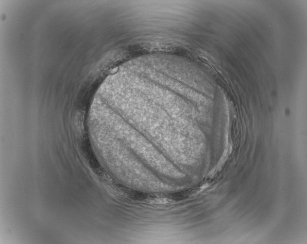 X0000066020695200603241535