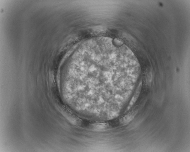 X0000066020711200603241535