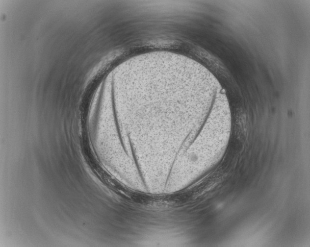 X0000066020734200603241534