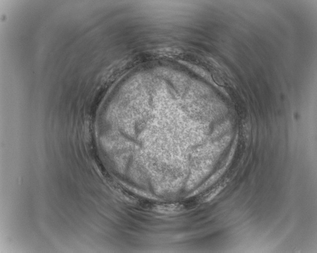 X0000066020757200603241535