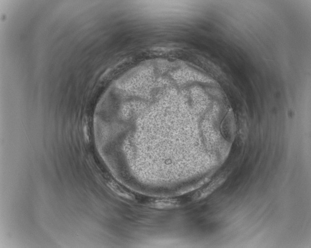 X0000066020758200603241535