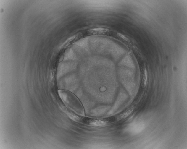 X0000066020759200603241535