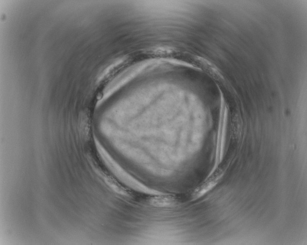 X0000066020762200603241535