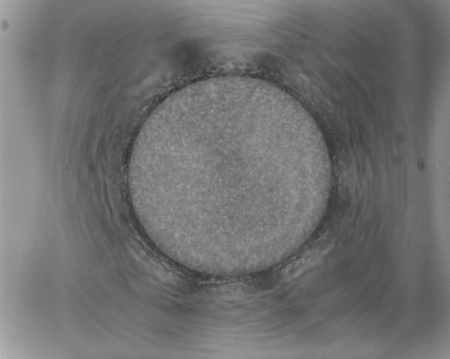 X0000066020769200603241534