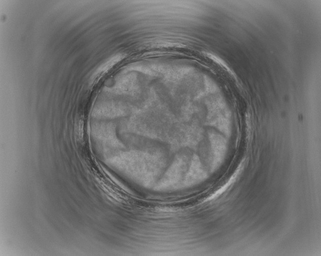 X0000066020777200603241534