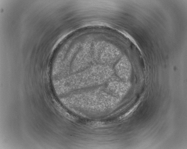 X0000066020783200603241534