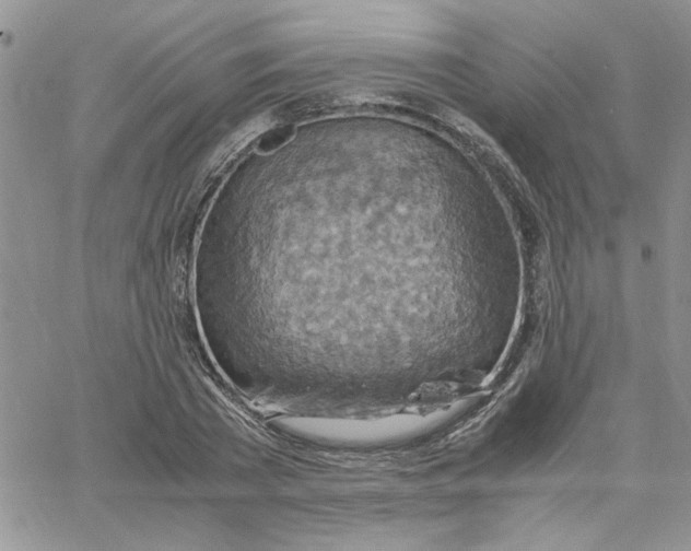 X0000066020785200603241534