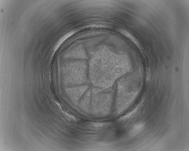 X0000066020829200603241533