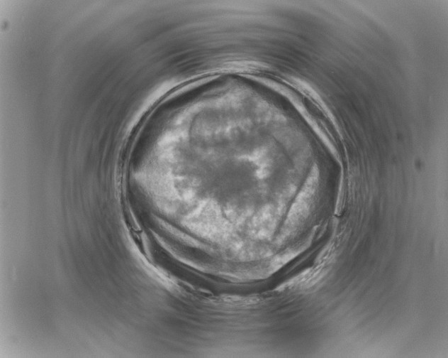 X0000066020851200603241533