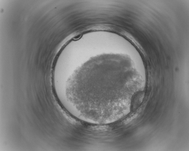 X0000066020853200603241533