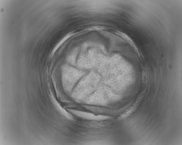 X0000066020859200603241533