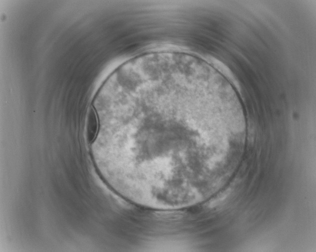 X0000066020863200603241533