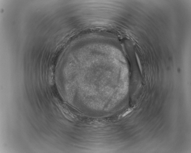 X0000066020868200603241533