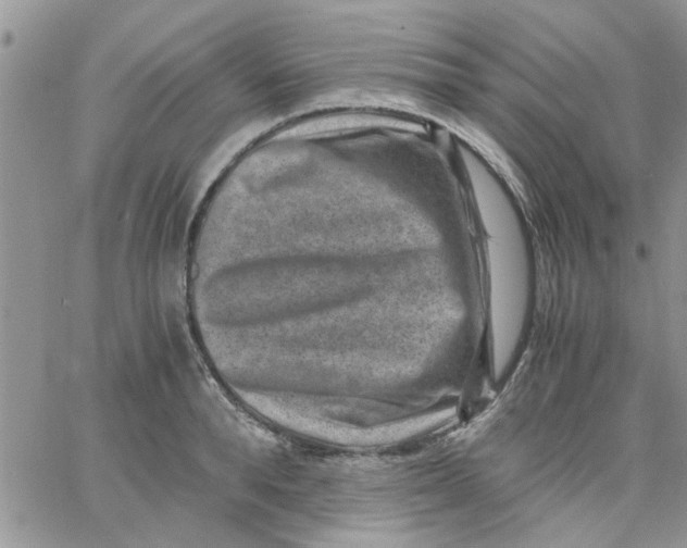 X0000066020896200603241532