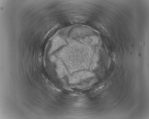 X0000066020915200603241531