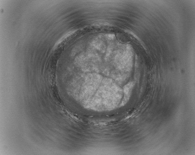 X0000066020919200603241531