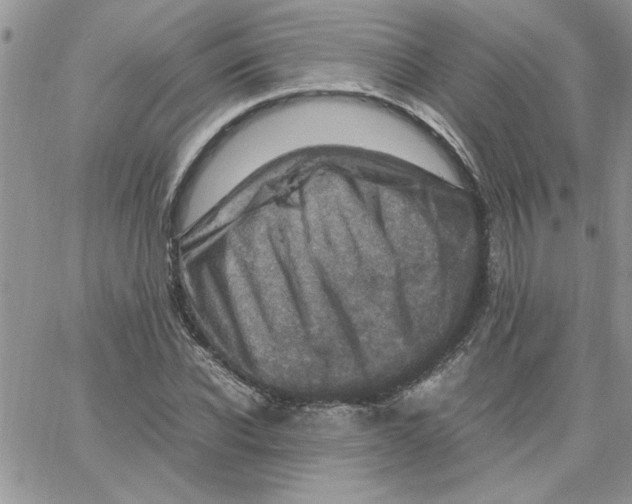 X0000066020926200603241531