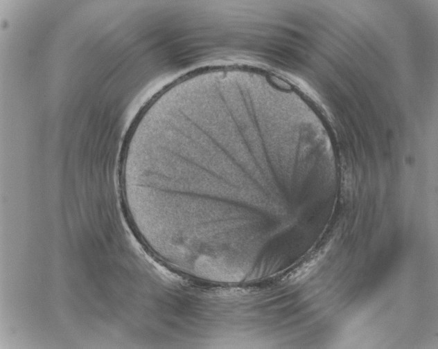 X0000066020943200603241532