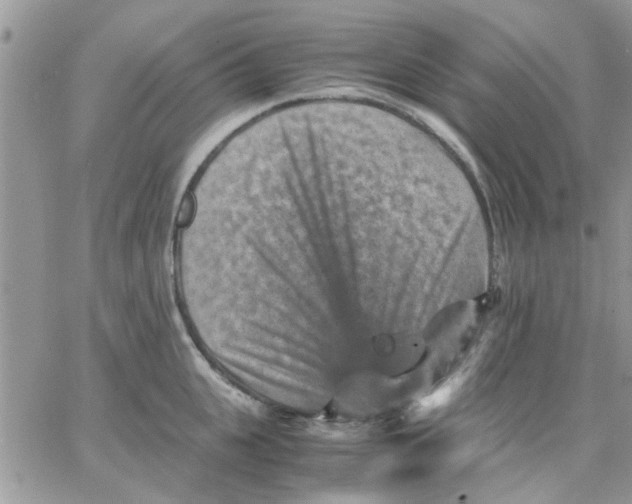 X0000066020951200603241532