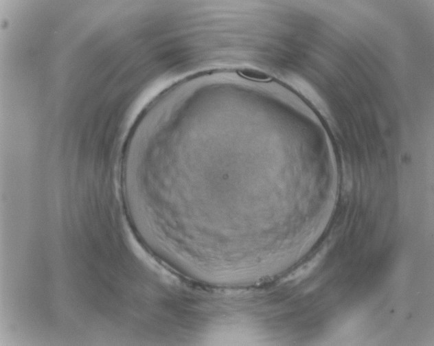 X0000066020958200603241532