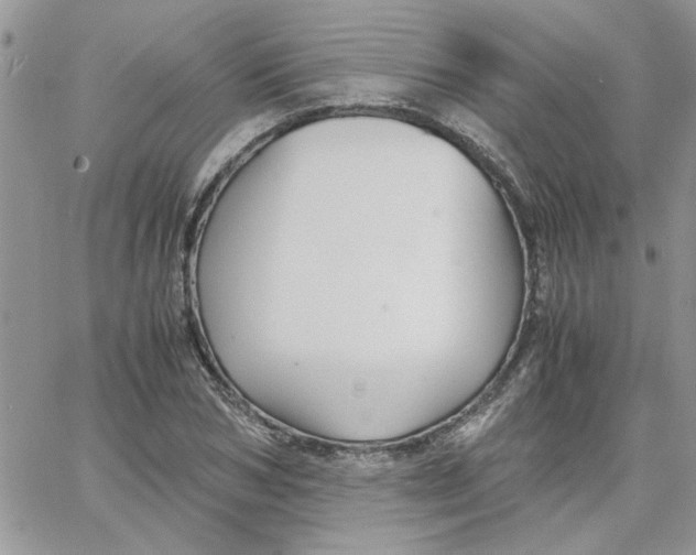 X0000066020978200603241531