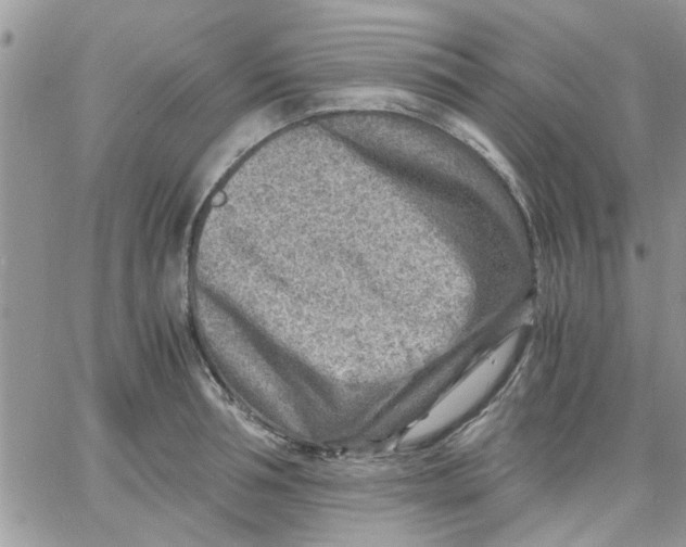 X0000066020994200603241531