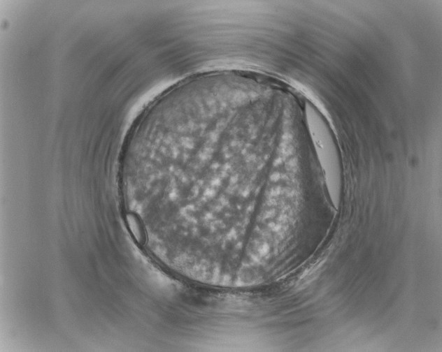 X0000066020995200603241531