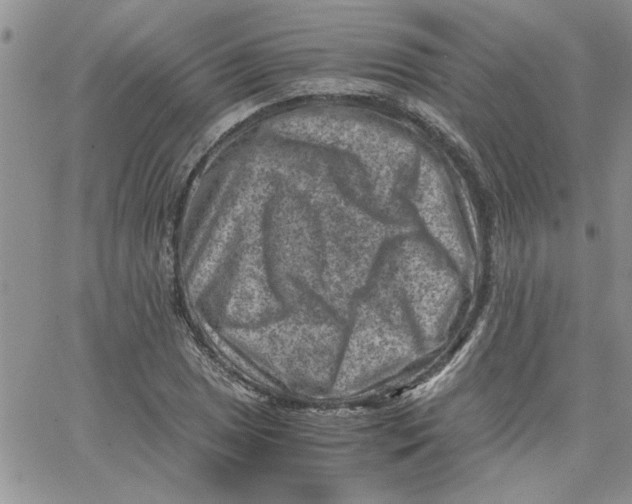 X0000066021025200603241530