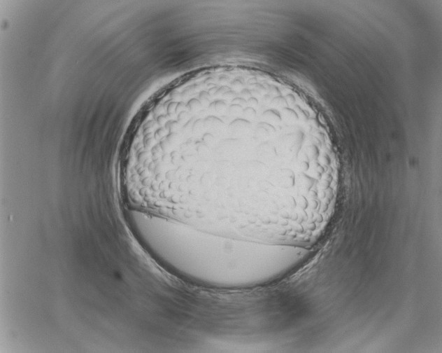 X0000066021032200603241530