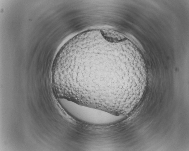 X0000066021044200603241530