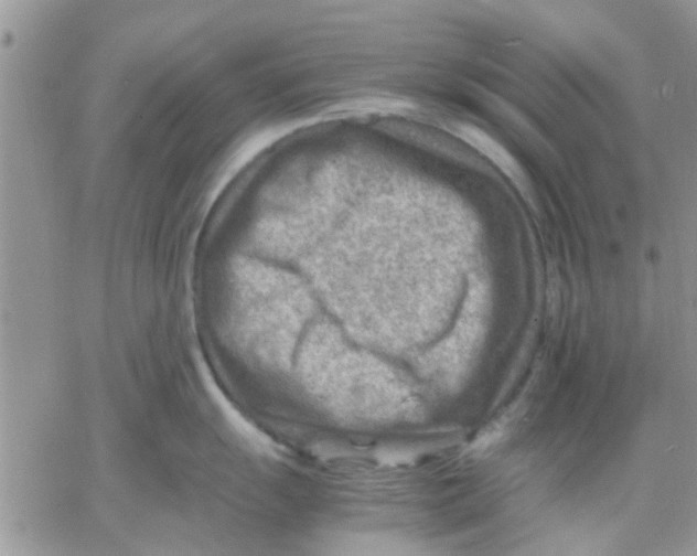 X0000066021055200603241530