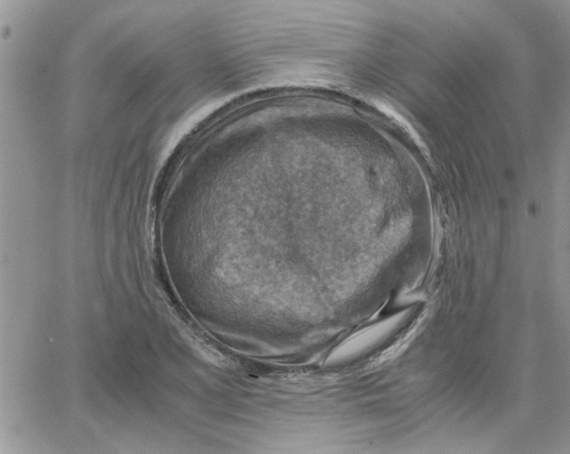 X0000066021077200603241529