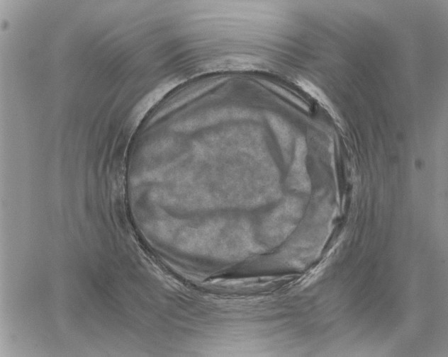 X0000066021081200603241529