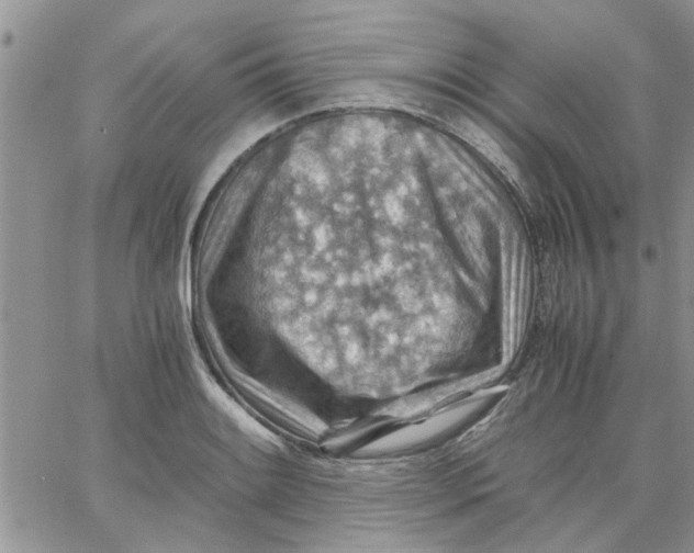 X0000066021084200603241529