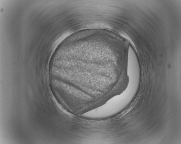 X0000066021087200603241529