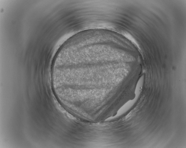 X0000066021088200603241529